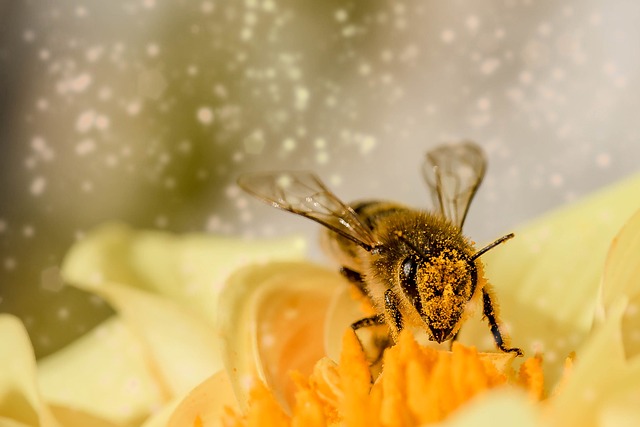 Cum sa folosesti polenul ca sa iti intaresti imunitatea