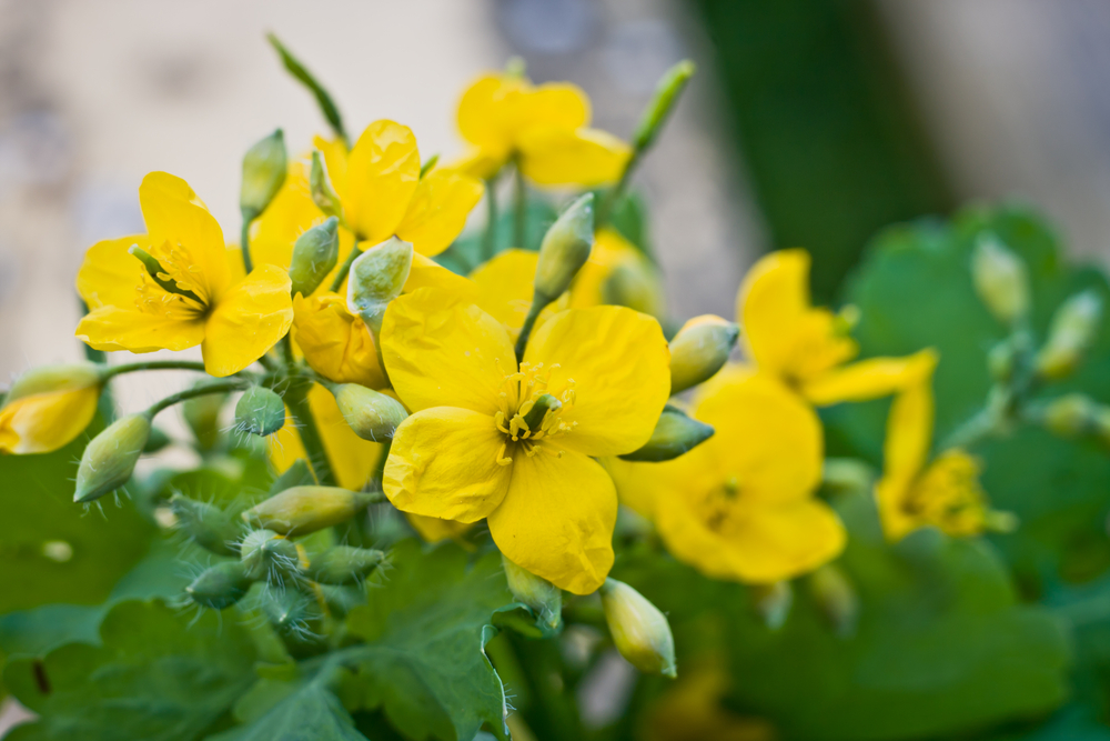 Rostopasca, efecte miraculoase. Reteta extrem de simpla pentru o sanatate de fier