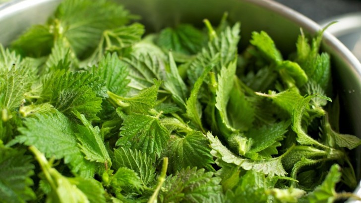 Plantele comestibile din flora spontana: un nesecat izvor de sanatate