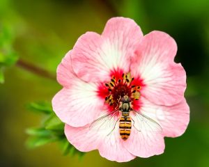 Un antiobitic de exceptie: pastura sau painea albinelor