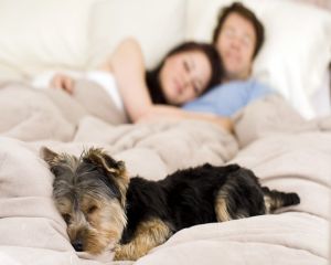 Somnul alaturi de animalul de companie este mult mai odihnitor