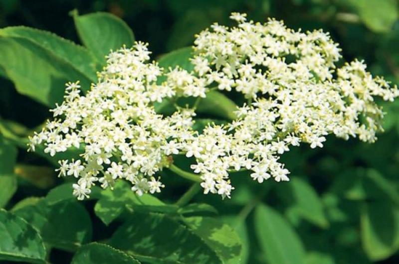 Cat de sanatos este socul pentru organism. Afla-i efectele uimitoare