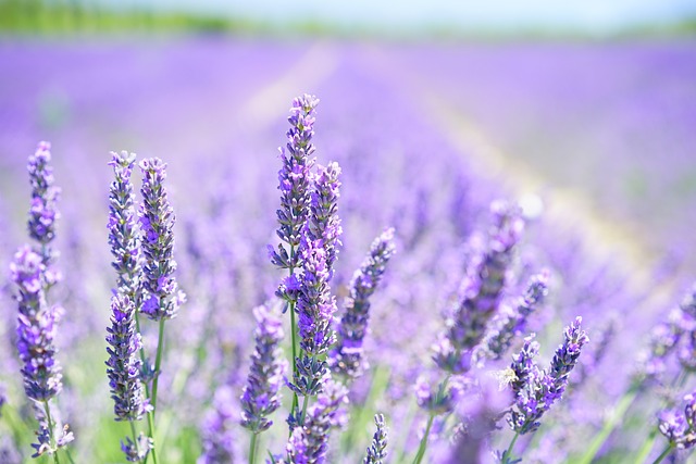 3 motive sa consumi mai des ceai de lavanda