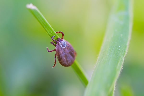 Boala Lyme la caini: ce transmit capusele si cum protejezi cainele in sezonul de varf