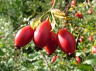 5 plante medicinale pentru tratarea febrei