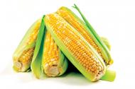 Cate alimente modificate genetic ati consumat astazi?