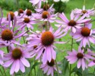 Echinaceea intareste sistemul imunitar si previne infectiile