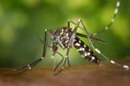 Metode care te feresc de intepaturile insectelor
