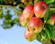 Top 12 fructe si legume care contin cele mai multe pesticide