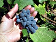 Puterea vindecatoare a strugurilor