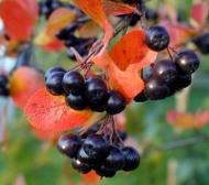 Ce este ARONIA?