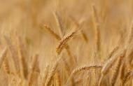 Cum identificati alimentele modificate genetic