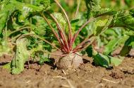 Beneficii ale consumului de produse bio