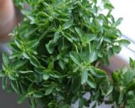 5 proprietati ale uleiului de oregano