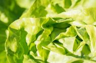 3 motive ca sa mananci salata verde in fiecare zi