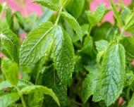 Farmacia naturii: ce afectiuni se pot trata cu menta
