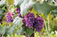 Sucul de struguri si beneficiile sale pentru organism