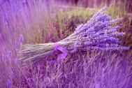 Cum folosim uleiul de lavanda