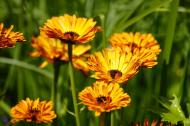 Arnica. 3 modalitati de utilizare si beneficiile sale