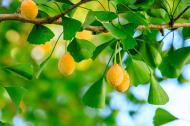 Ginkgo biloba: 7 beneficii