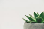 4 tipuri de plante care pot purifica aerul din casa ta