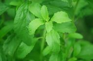 5 motive sa utilizati stevia cand vreti sa va indulciti preparatele
