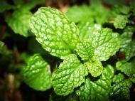 Menta si beneficiile sale pentru organism
