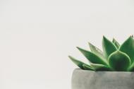 3 plante medicinale pe care este bine sa le ai in casa iarna