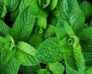 3 ceaiuri din plante medicinale pentru durerile de stomac