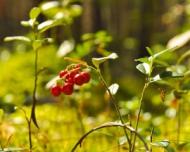Sucul de merisoare, remediu natural pentru infectii urinare, diabet si boli cardiovasculare