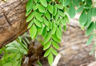 7 beneficii necunoscute ale plantei indiene moringa