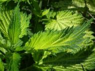 Urzicile. 4 beneficii importante