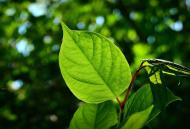 Preparate in care poti sa incluzi stevia
