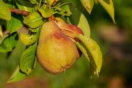 5 motive sa consumi pere mai des