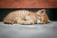 Trateaza rapid insomnia prin 3 tipuri de metode naturiste