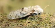 Tigrul platanului. Ce spun medicii despre efectele intepaturilor insectei