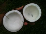 Foloseste ulei de cocos pentru ingrijirea pielii si a parului