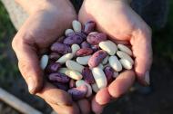 Reteta de supa vegetariana cu fasole neagra