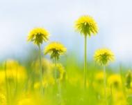 Ceaiul de papadie elimina toxinele din organism