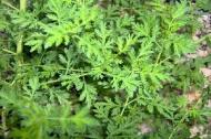 Studiu: Planta miracol care distruge celulele canceroase
