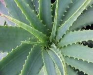 De ce este aloe vera o planta minune