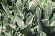Suc de aloe vera - De ce este bun pentru sanatate?