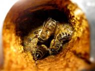 Cum sa utilizati tinctura de propolis in sezonul rece
