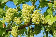 Strugurii albi. 15 beneficii pentru sanatate