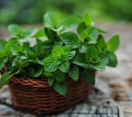 Menta - beneficii pentru sanatate