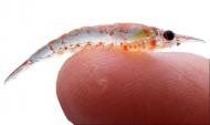 Uleiul de krill: Cea mai buna sursa de Omega 3 pentru corpul tau