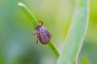Boala Lyme la caini: ce transmit capusele si cum protejezi cainele in sezonul de varf